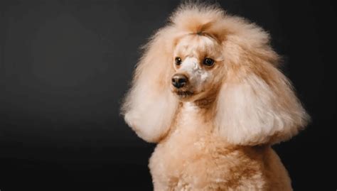 Poodle Miniature | Dog Breed Info, Guide & Care