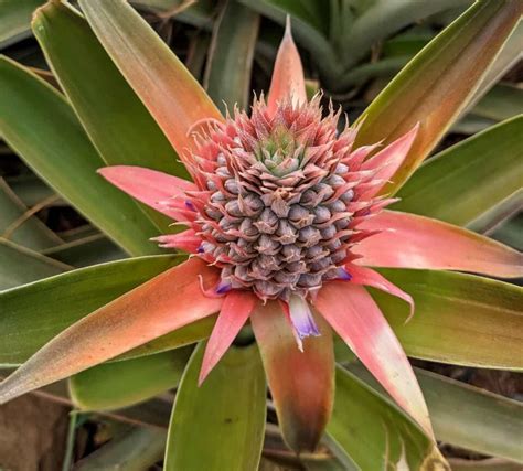 The Maui Gold Pineapple - Minneopa Orchards