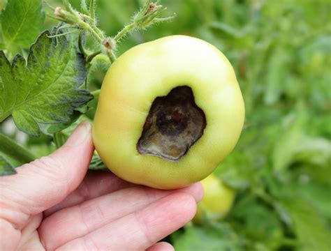 From Rot to Resilience: Winning the Battle Against Blossom End Rot
