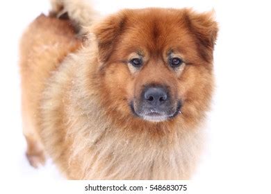 151 Black chow mix Images, Stock Photos & Vectors | Shutterstock