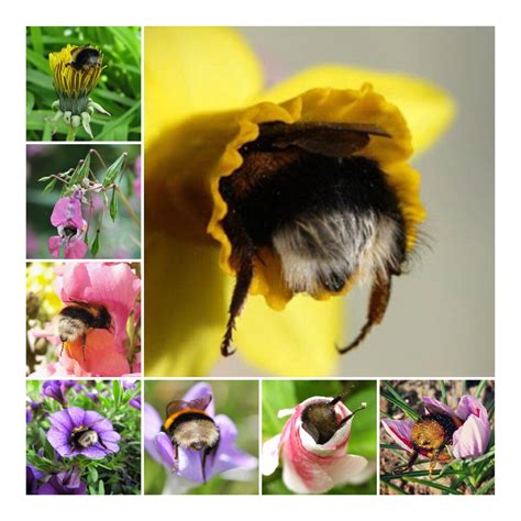 Cutest butts you’ll ever see... : r/bee_irl