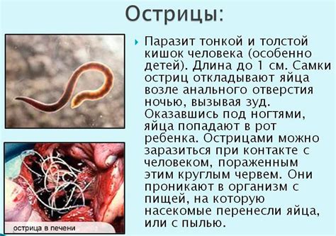 Острицы у детей: симптомы и лечение в домашних условиях, профилактика