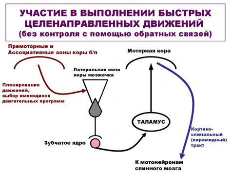 Двигательные системы. Ствол головного мозга. Двигательные функции ...