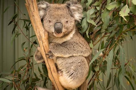 Koala rescued from cave | Wyndham