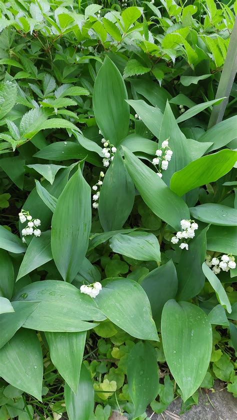 Flowers That See the World Upside Down - Laidback Gardener