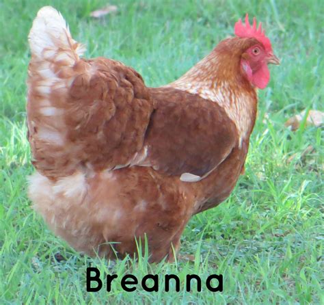 isa brown chickens egg color