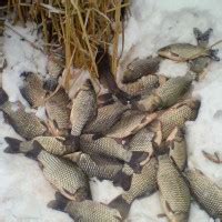Зимние мормышки: Какие мормышки нужно покупать для ловли разных видов ...