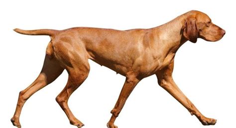vizsla breed standard hungarian vizsla society