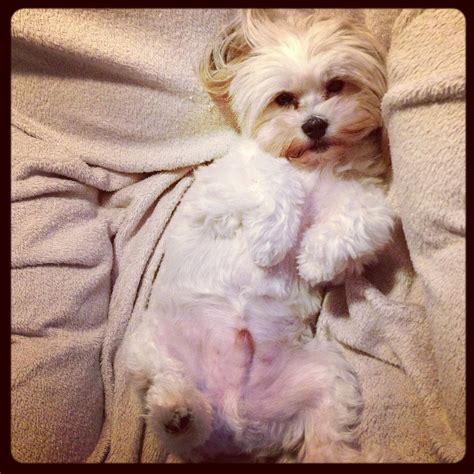 ShitZu Maltese mix | Funny animal pictures, Cute puppies, Shitzu maltese