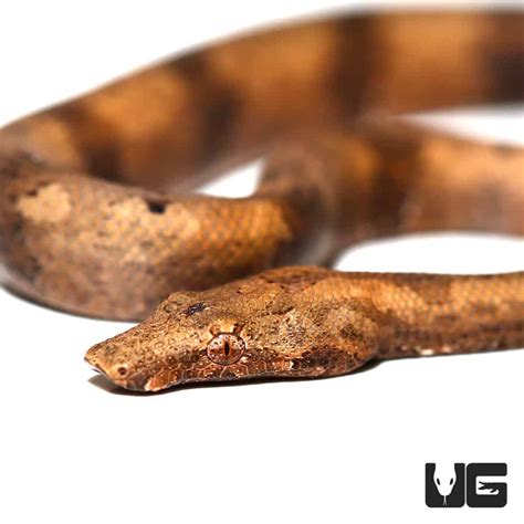 baby indonesian tree boas candoia carinata carinata  sale