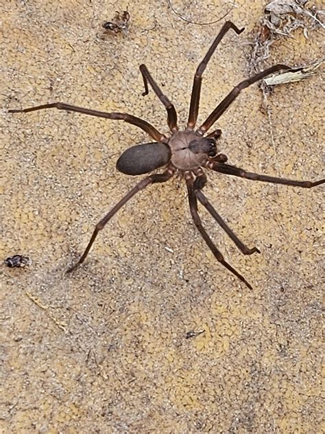 Is this a brown recluse?!? (NW Arkansas) : r/spiders