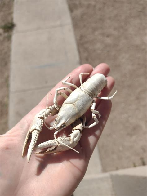 found this perfectly intact crawdad in the riverbed the other day. Has ...