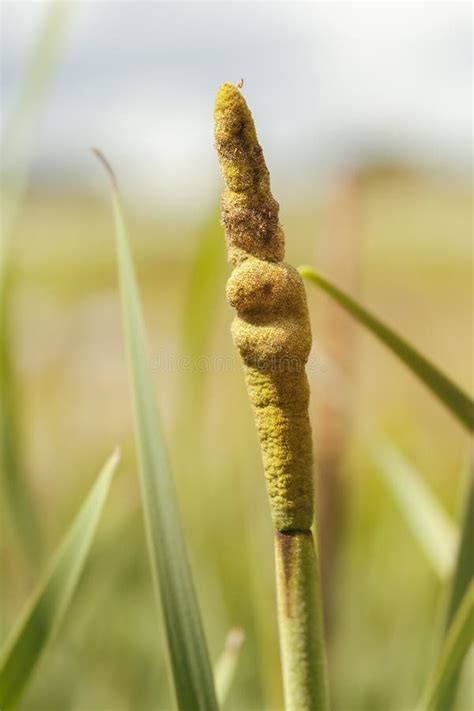 Cattail - typha - macro photo stock. Image du économie - 80424506