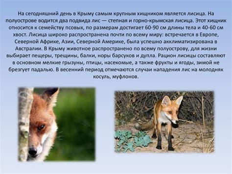 Степная лисица - презентация онлайн