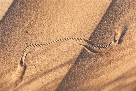 Insects, Animals And Reptiles of desert - Toolbox Talks