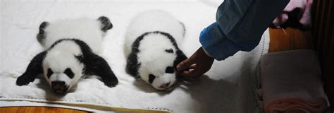 Chengdu Research Base of Giant Panda Breeding