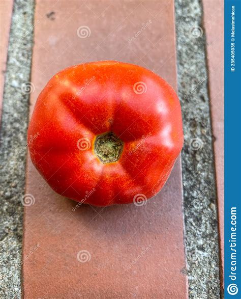 Tomato stock image. Image of freshness, cultivate, leaf - 235405035