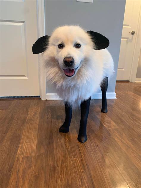 Pooch Crew Costume Winner!