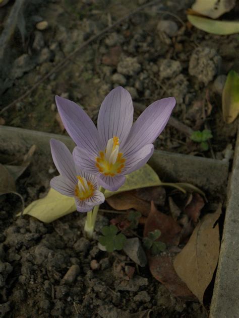 Crocus kotschyanus - Изображение особи - Плантариум