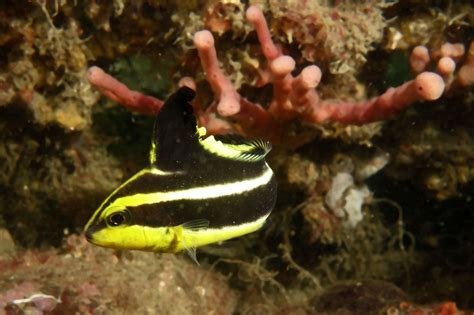 HAEMULIDAE