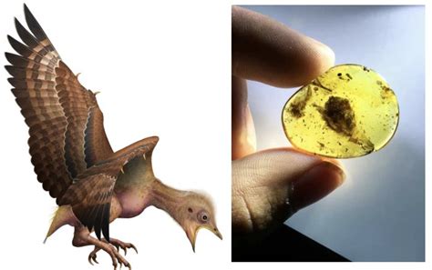 Why Ancestors Of Modern Birds Survived When All The Dinosaurs Died ...