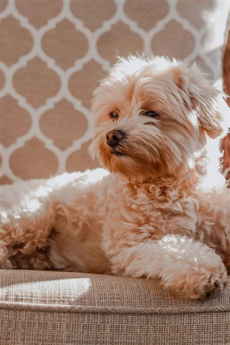 Maltipoo Weight Chart: A Complete Growth Guide - Raised Right - Human-Grade Pet Food
