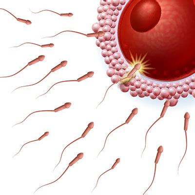 Einnistungsblutung – Lexikon für Medizin & Gesundheit | MedLexi.de