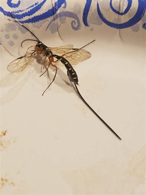 Stinger Bug By