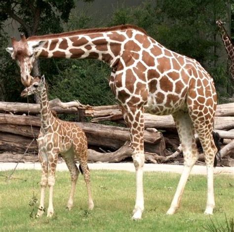 hd animal pictures 2013: Zoo Animal Pictures