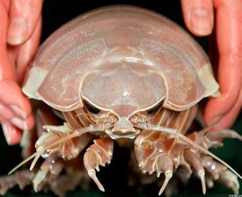 これはデカすぎる！！世界最大の等脚類【12pic】 | Гигантские изоподы, Морские существа, Подёнки