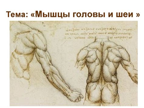 Мышцы головы и шеи - презентация онлайн