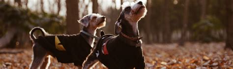valley brook animal hospital 7