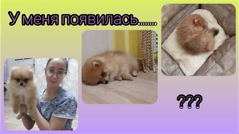 У меня появилась собака 🐕🤍💜 - YouTube