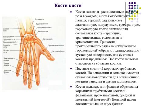 Скелет человека - презентация онлайн