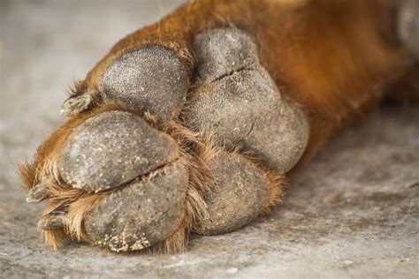 My Dog's Paws Are Dry and Rough - Hyperkeratosis in Dogs