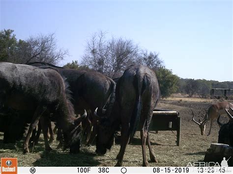 South Africa Trail Cam Pictures Blue Wildebeest | AfricaHunting.com