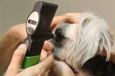 5 Signs Your Pet May Be Losing Their Vision - Upstate Vet