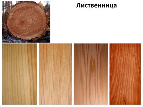 Внешний вид древесины разных пород - презентация онлайн
