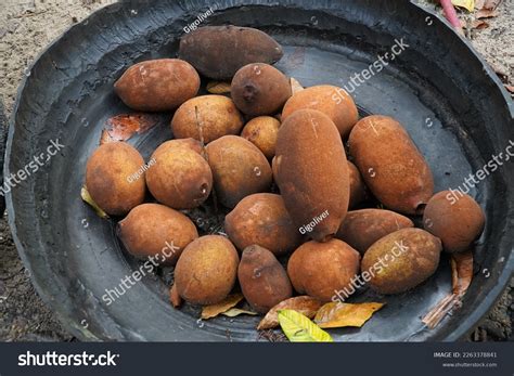 Cupuacu Fruit Theobroma Grandiflorum Malvaceae Family Stock Photo ...