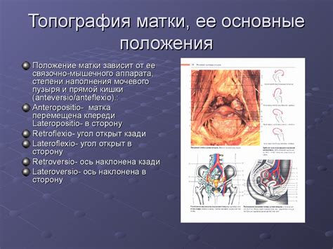 Развитие и функциональная анатомия половой системы - презентация онлайн
