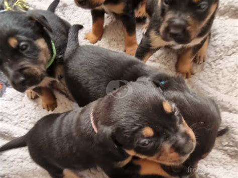 American Bully Rottweiler Mix