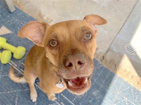 How Does Prozac Help A Dog With Separation Anxiety