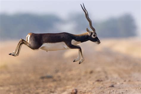 The 14 Fastest Land Animals in The World - Wildlife Explained