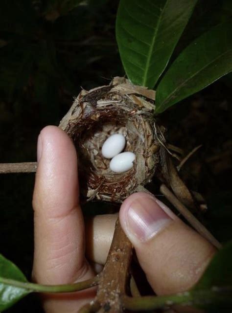 This tiny Bee hummingbird nest is 🔥 : NatureIsFuckingLit