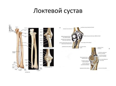 Топографическая анатомия и оперативная хирургия верхних конечностей ...