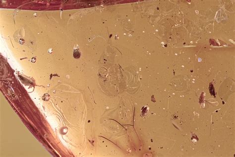 Fossil Mites, Springtail, and Gall Midge In Baltic Amber (#310935) For