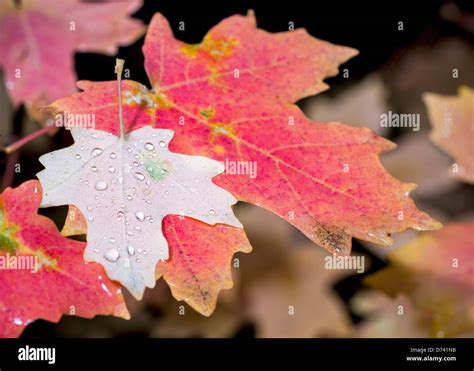 Fall colors can be seen on this maple leaf Stock Photo - Alamy