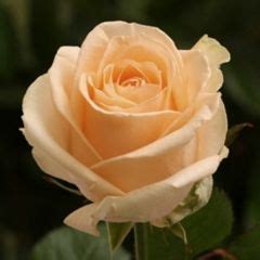 Роза Пич Аваланш