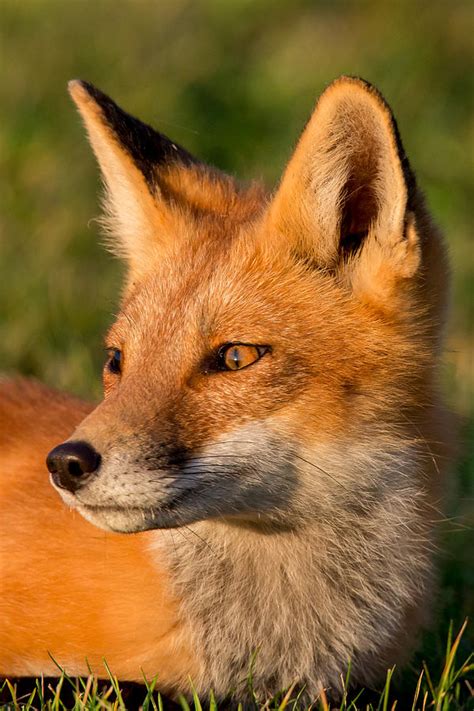 fox photograph  wayne christensen fine art america