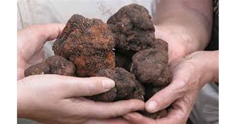 10 000 българи си изкарват прехраната от трюфели